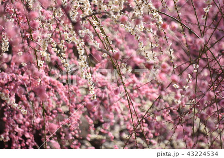 梅の花 梅の花 43224534