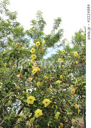 今治市菊間町のハマボウ 43224984