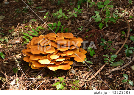 オオワライタケ 43225503