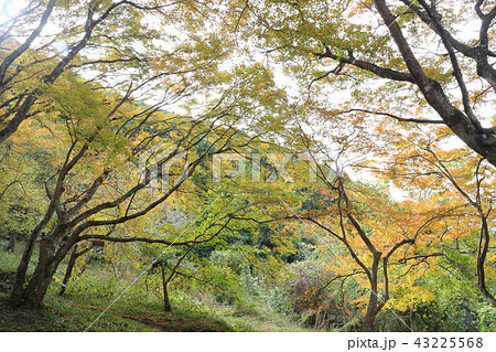 大洲・稲荷山公園の紅葉 43225568