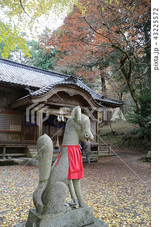 大洲・稲荷山公園の紅葉 大洲・稲荷山公園の紅葉 43225572