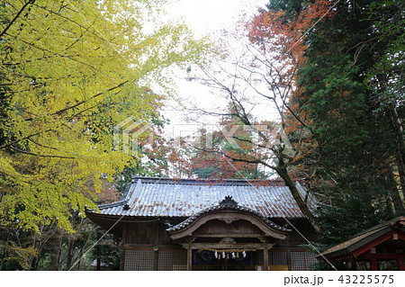 大洲・稲荷山公園の紅葉 大洲・稲荷山公園の紅葉 43225575