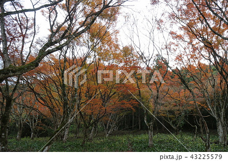 大洲・稲荷山公園の紅葉 大洲・稲荷山公園の紅葉 43225579