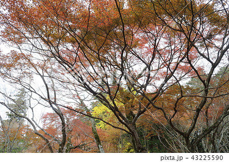 大洲・稲荷山公園の紅葉 43225590