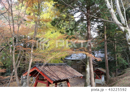 大洲・稲荷山公園の紅葉 43225592