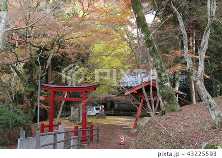 大洲・稲荷山公園の紅葉 43225593