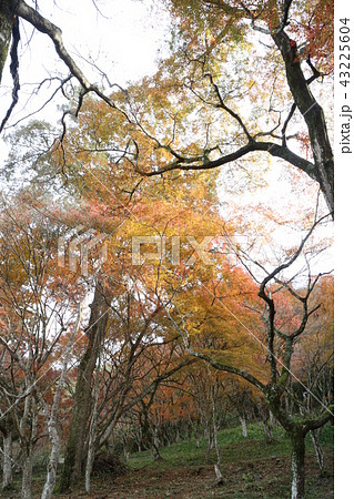 大洲・稲荷山公園の紅葉 43225604