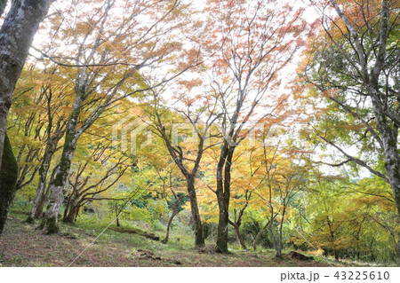 大洲・稲荷山公園の紅葉 大洲・稲荷山公園の紅葉 43225610