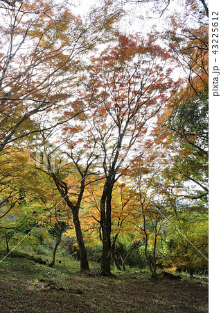 大洲・稲荷山公園の紅葉 大洲・稲荷山公園の紅葉 43225612