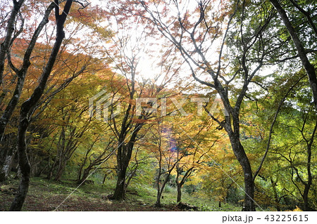 大洲・稲荷山公園の紅葉 大洲・稲荷山公園の紅葉 43225615