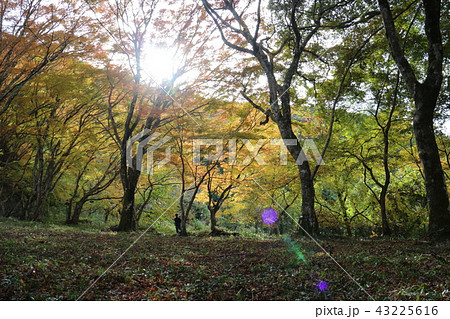 大洲・稲荷山公園の紅葉 大洲・稲荷山公園の紅葉 43225616