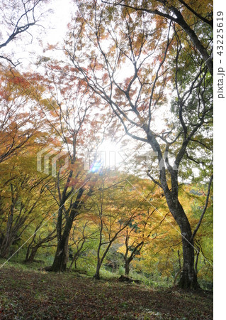 大洲・稲荷山公園の紅葉 大洲・稲荷山公園の紅葉 43225619