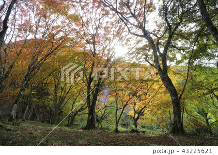 大洲・稲荷山公園の紅葉 大洲・稲荷山公園の紅葉 43225621