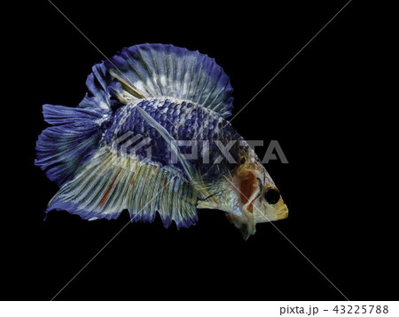 Siamese fighting fish fight blue fish 43225788