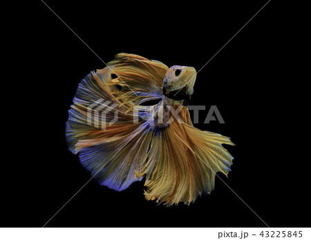 Siamese fighting fish, black backdrop 43225845