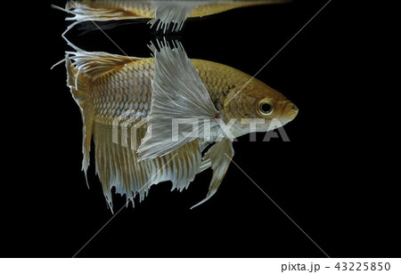 Siamese fighting fish fight yellow fish Siamese fighting fish fight yellow fish 43225850