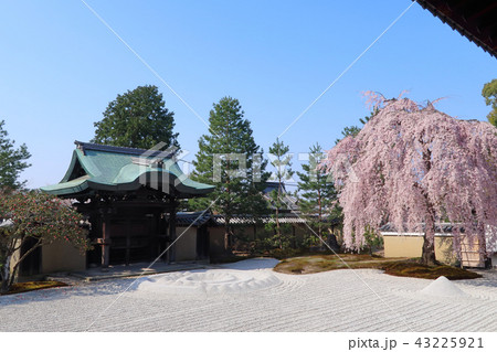 高台寺の枝垂れ桜 43225921