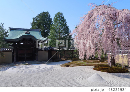 高台寺の枝垂れ桜 43225924