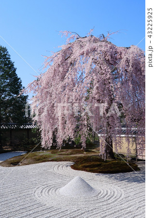 高台寺の枝垂れ桜 高台寺の枝垂れ桜 43225925