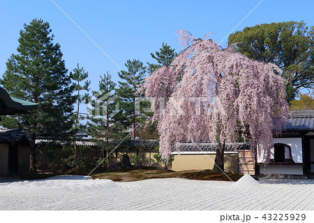 高台寺の枝垂れ桜 43225929
