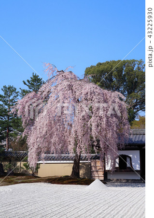 高台寺の枝垂れ桜 43225930