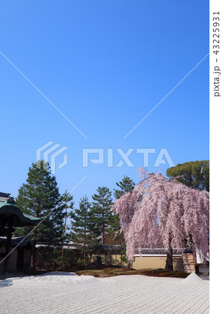 高台寺の枝垂れ桜 43225931