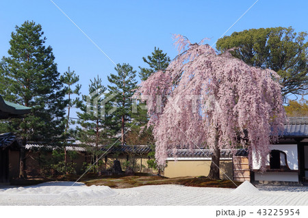 高台寺の枝垂れ桜 43225954