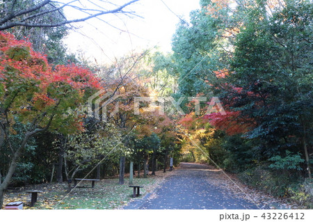 紅葉の松山総合公園登山道 紅葉の松山総合公園登山道 43226412