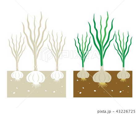garlic plant 43226725
