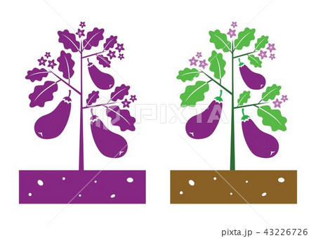 Eggplant Plant のイラスト素材