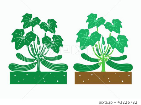zucchini plant zucchini plant 43226732