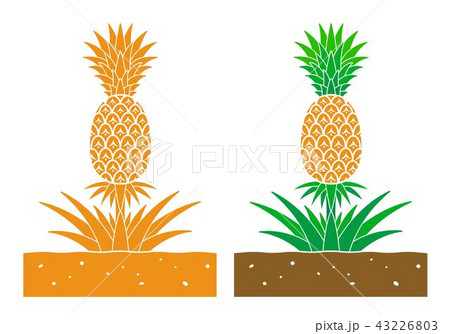 Pineapple Plantのイラスト素材