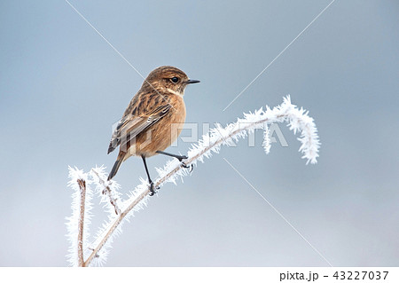 European stonechat on a frosted perch in winter European stonechat on a frosted perch in winter 43227037