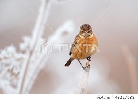 European stonechat on a frosted perch in winter European stonechat on a frosted perch in winter 43227038