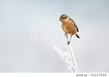 European stonechat on a frosted perch in winter European stonechat on a frosted perch in winter 43227039