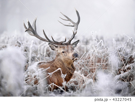 Red deer stag on a frosty early morning Red deer stag on a frosty early morning 43227045