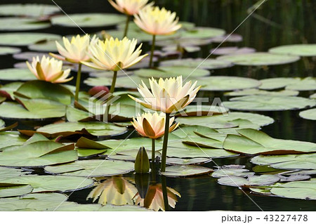 スイレンの花 43227478