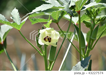 オクラの花 オクラの花 43227574