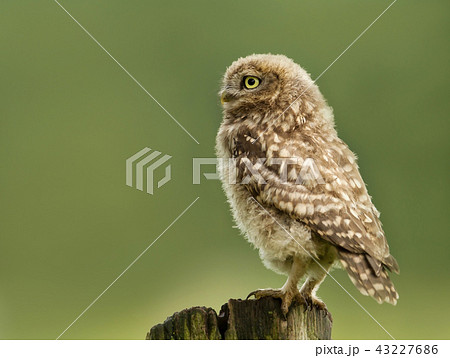 Juvenile little owl perching on a post Juvenile little owl perching on a post 43227686