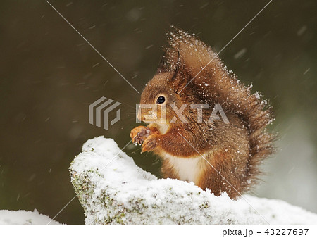 Cute Red squirrel in the falling snow 43227697