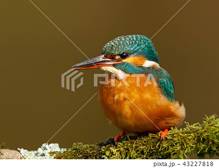 Close up of a Female Common kingfisher 43227818