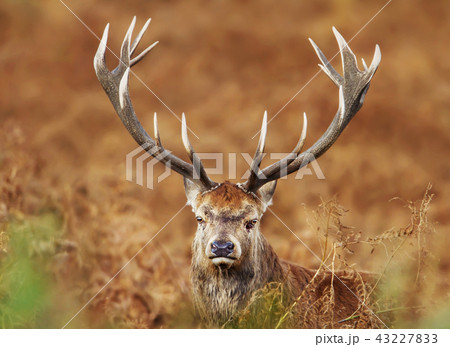 Close up of a red deer stag 43227833