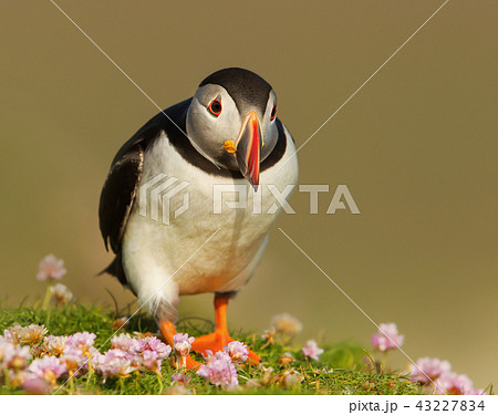 Close up of Atlantic puffin Close up of Atlantic puffin 43227834