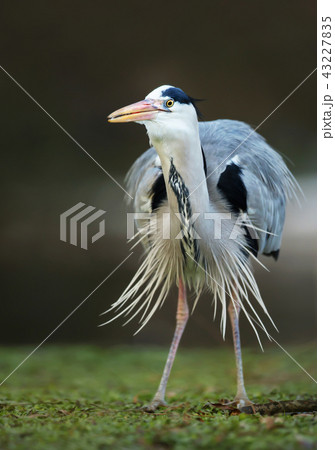 Grey heron standing on a green grass field 43227835