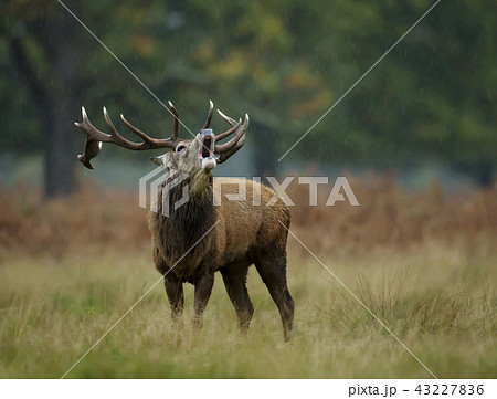 Close up of red deer stag bellowing in the rain 43227836