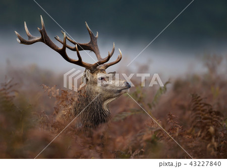 Close up of a red deer stag in the mist Close up of a red deer stag in the mist 43227840
