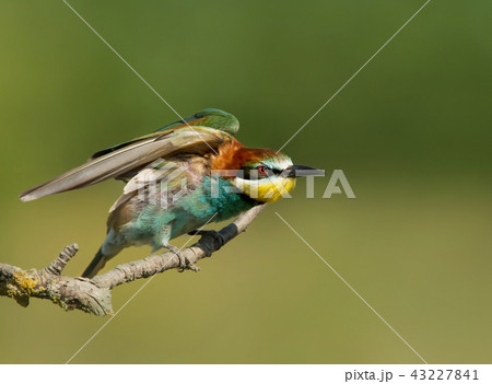 Bee-eater perching on a branch with spread wings Bee-eater perching on a branch with spread wings 43227841