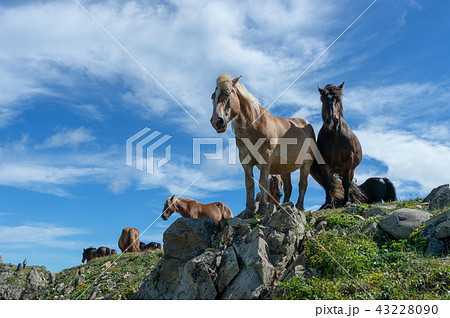 【青森県下北半島尻屋崎】尻屋崎と寒立馬のいる風景 43228090