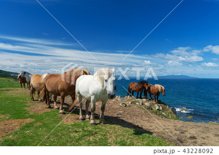 【青森県下北半島尻屋崎】津軽海峡と寒立馬のいる風景 43228092