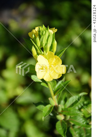 朝露に濡れるメマツヨイグサの花 朝露に濡れるメマツヨイグサの花 43228124